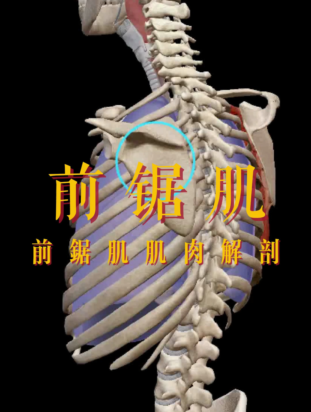 「秒懂肌肉」前锯肌肌肉解剖
