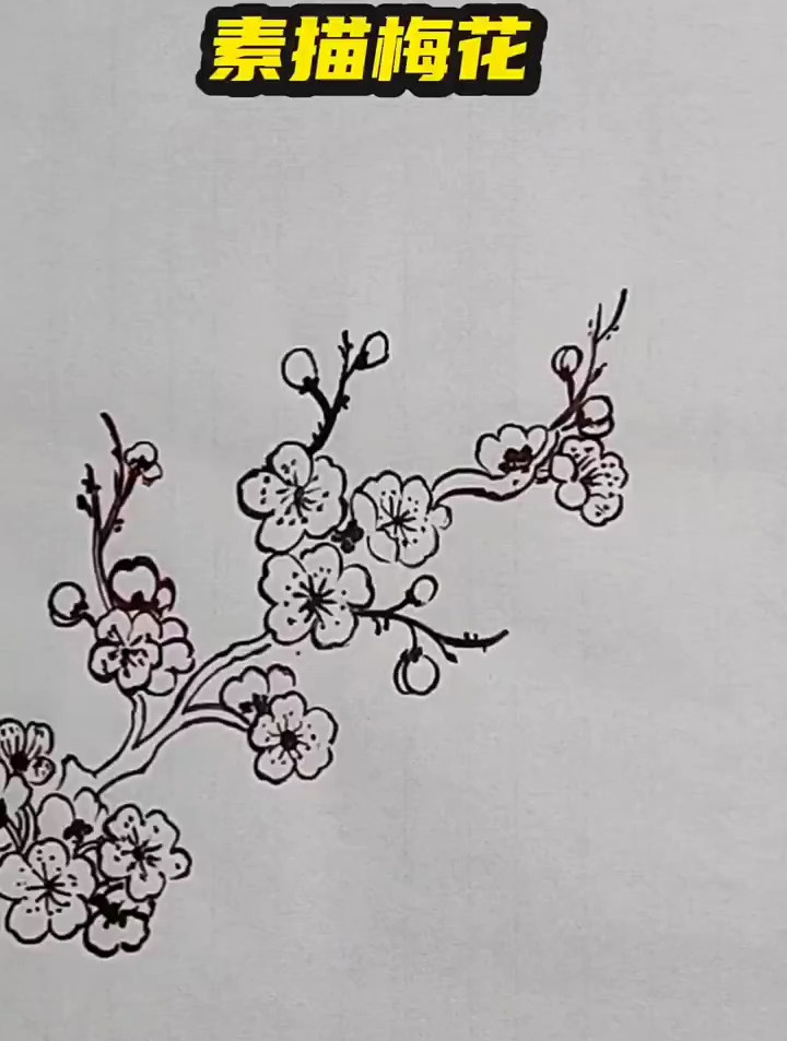 一起画画吧素描梅花