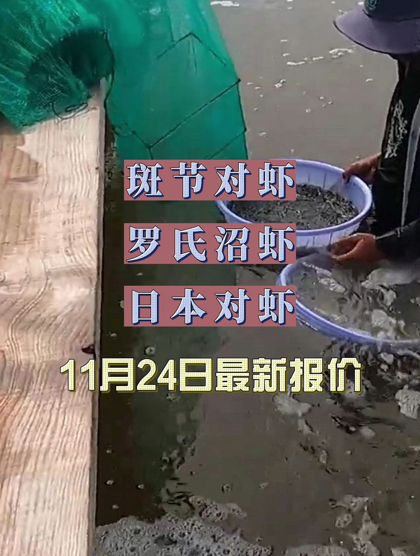 40头卖到120元!这种虾为什么引领虾市场?11月24日最新虾价!