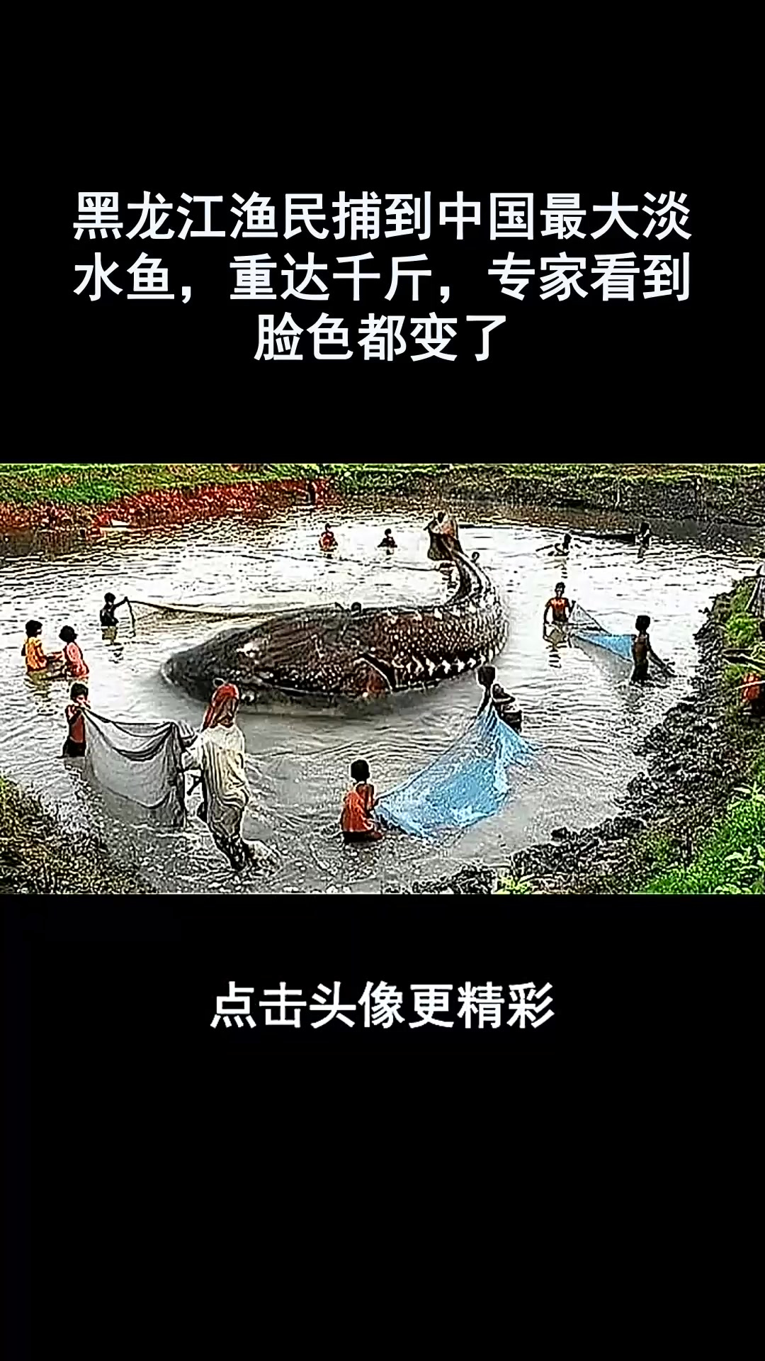 黑龙江渔民捕到中国最大淡水鱼,重达千斤,专家看到脸色都变了