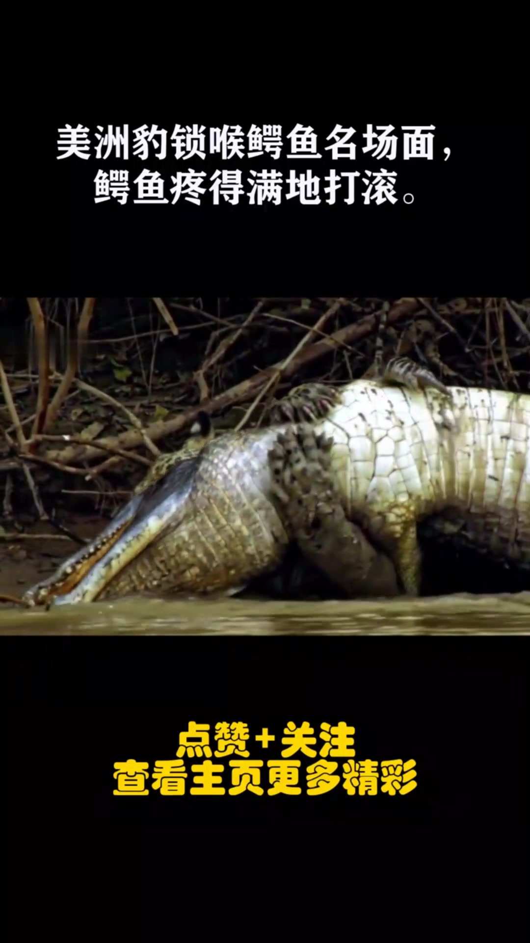 美洲豹锁喉鳄鱼名场面,鳄鱼疼得满地打滚