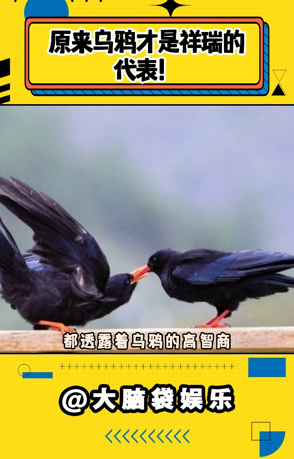 原来乌鸦才是祥瑞德象征