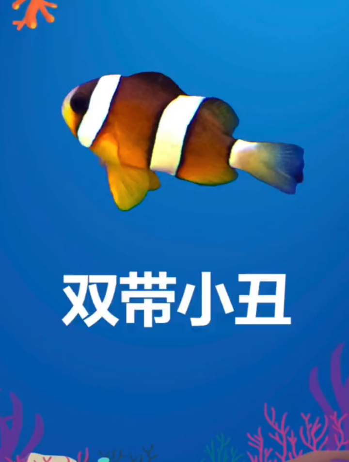 适合入门新手的小丑鱼品种?介绍一款非常好养的双带小丑给大家