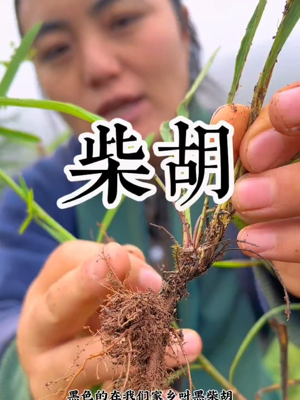 野生柴胡和种植柴胡在某些方面存在一些差异。野生柴胡由于生长