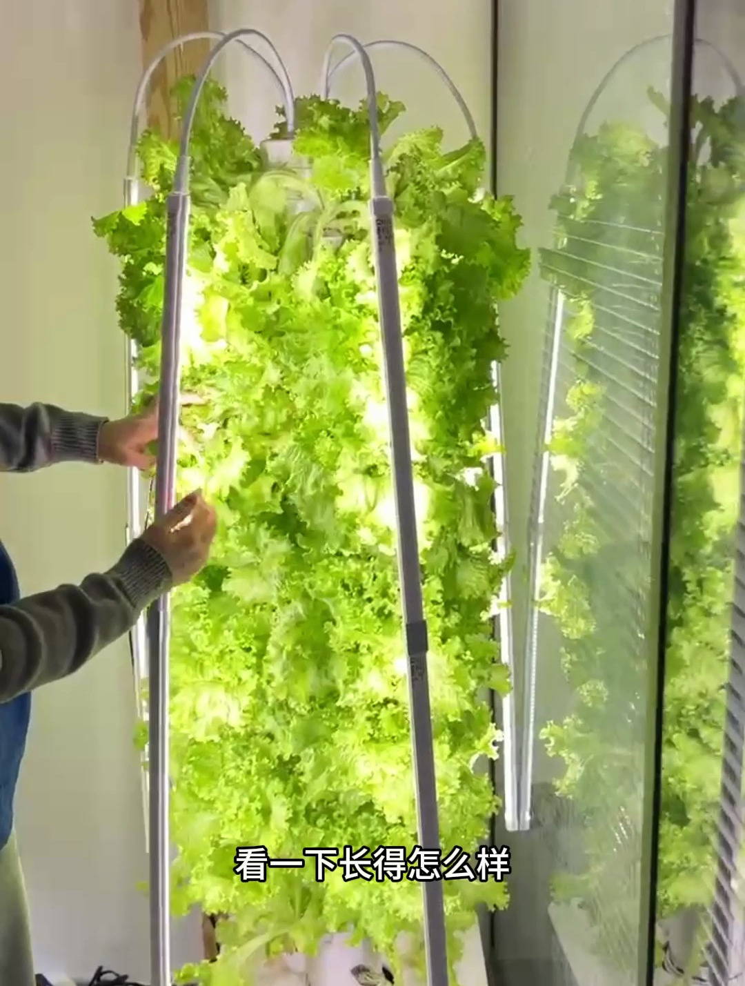 在家里也可以种植蔬菜!来看看水培立柱系统种植的生菜!