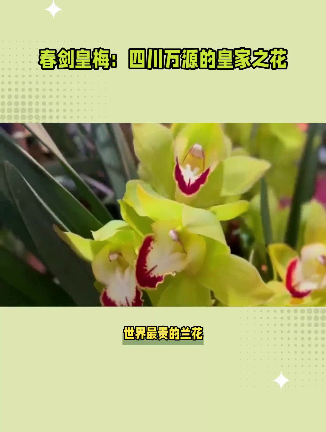 最贵的兰花品种,你见过几个?