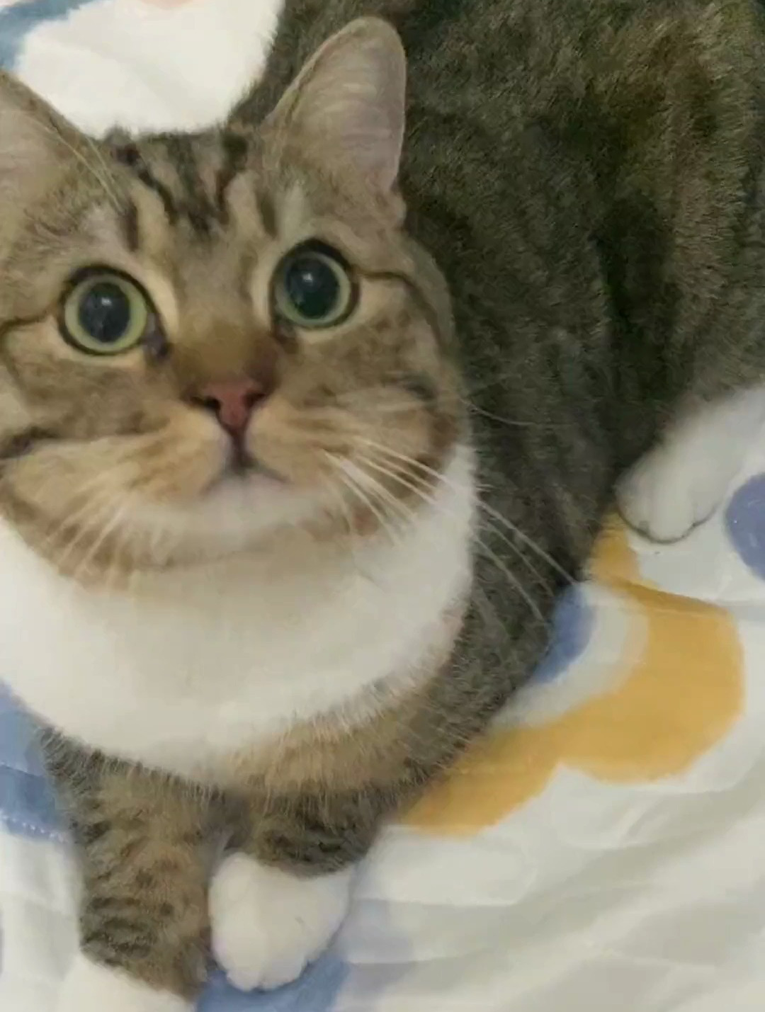 这只小猫咪好像有点内耗