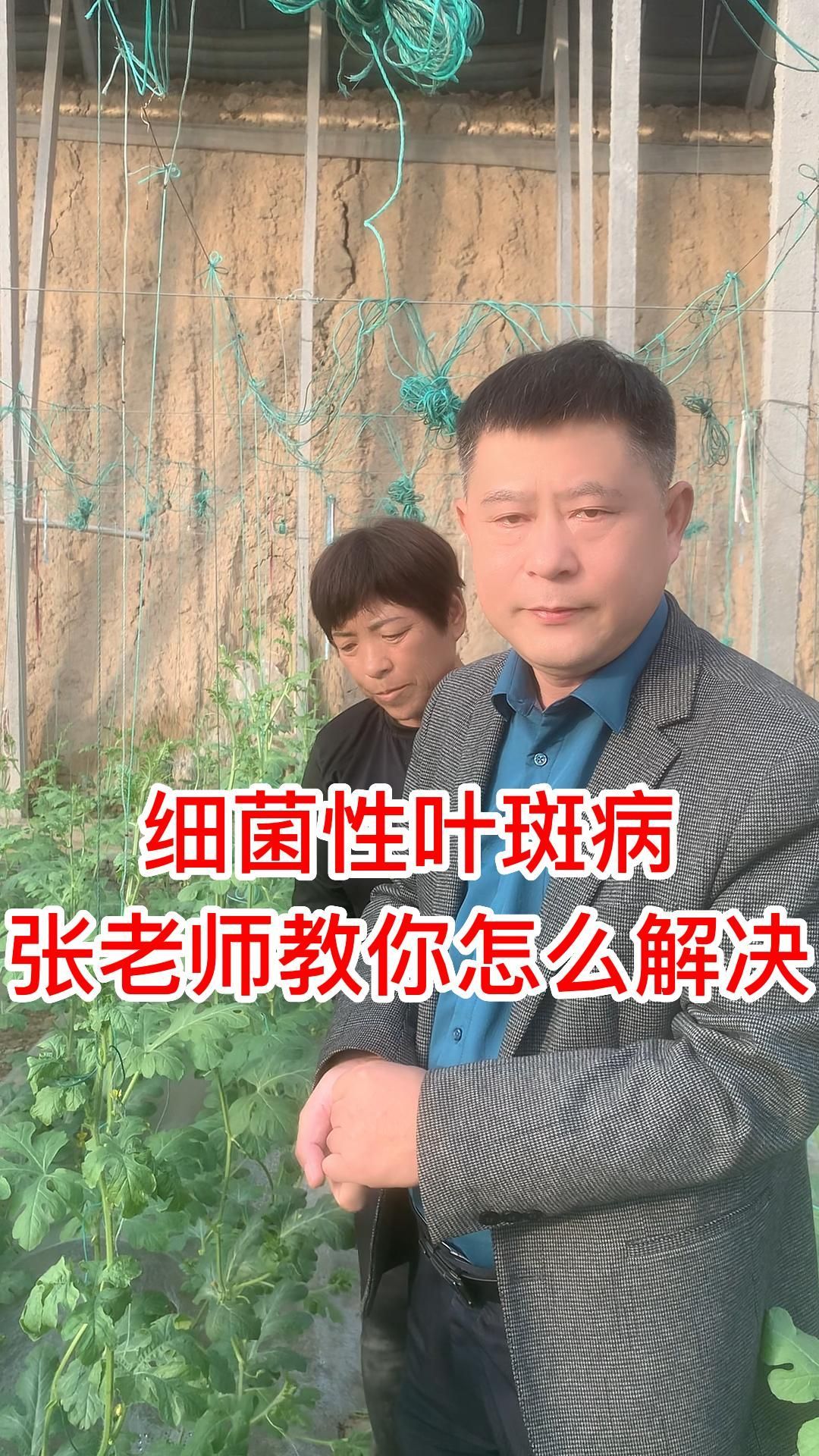 张老师教你怎么解决细菌性叶斑病!