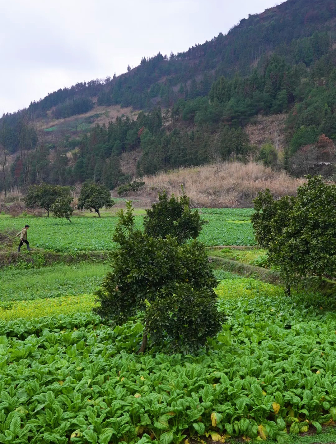 一个小锅,一篮野菜,在这个寒冷的冬天,我叫它“暖锅”
