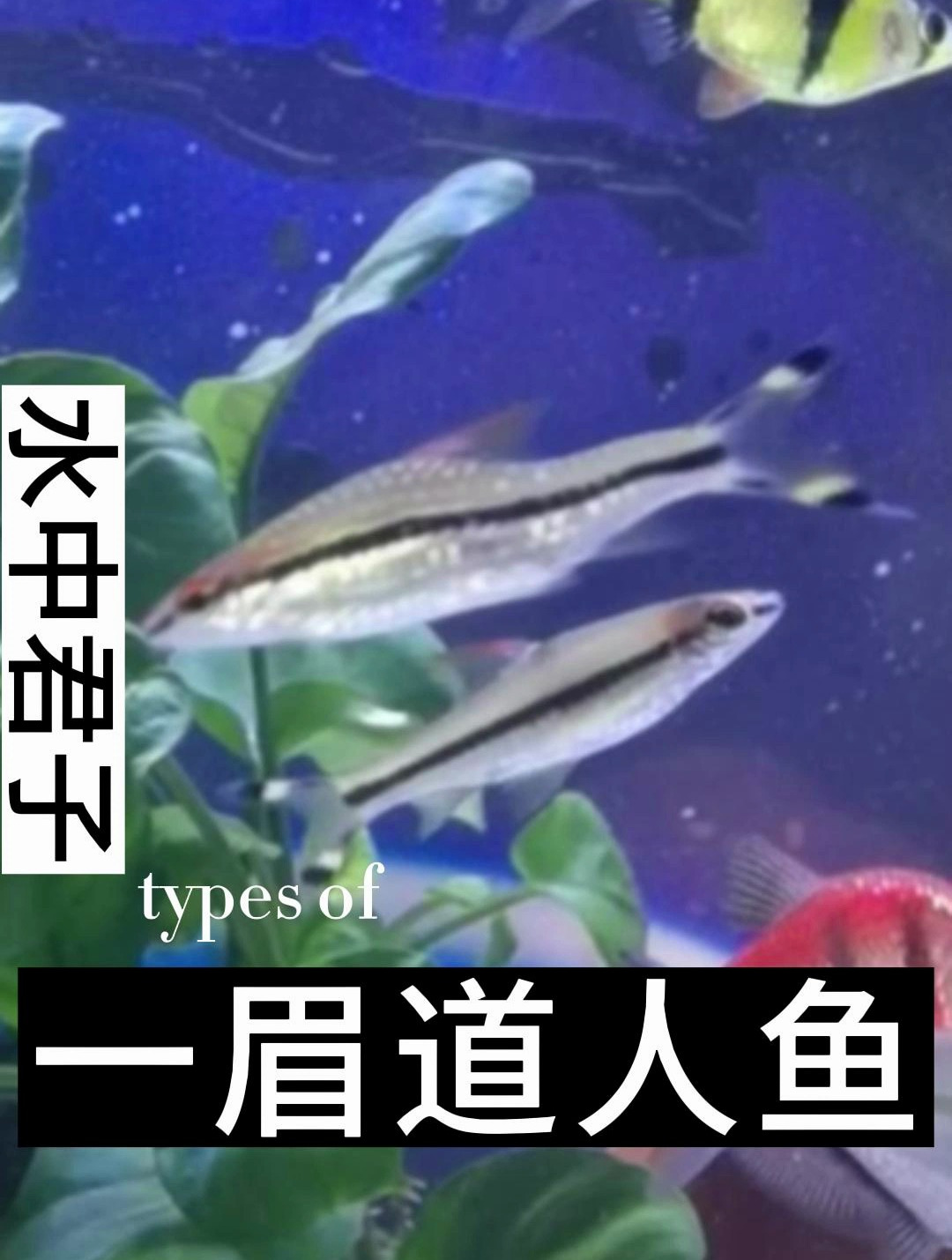 一眉道人鱼别称又为红眉道人、丹尼氏无须魮,属于鲃亚科Barbinae