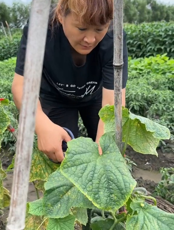 麻辣牛窝骨牛肉馅饺子新农人计划2024乡村守护人
