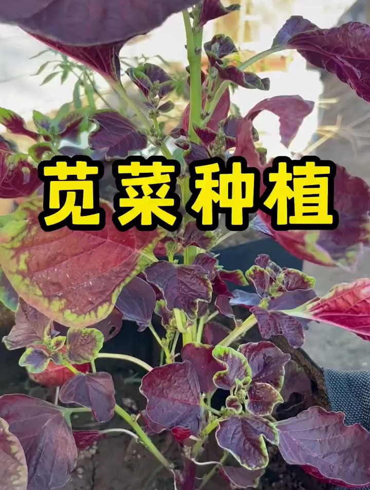 红苋菜种植技巧分享