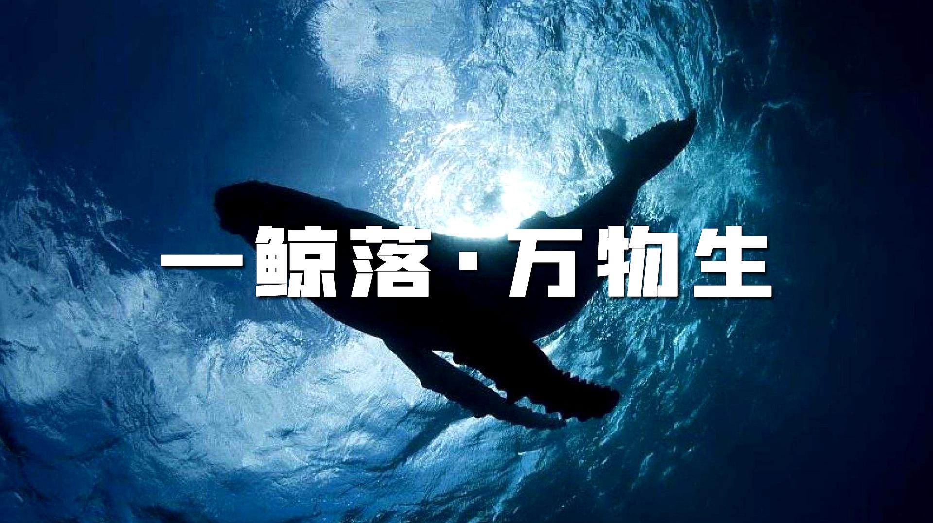 [图]一鲸落万物生!这是世界上最浪漫的死亡,数万生命因它“重生”!