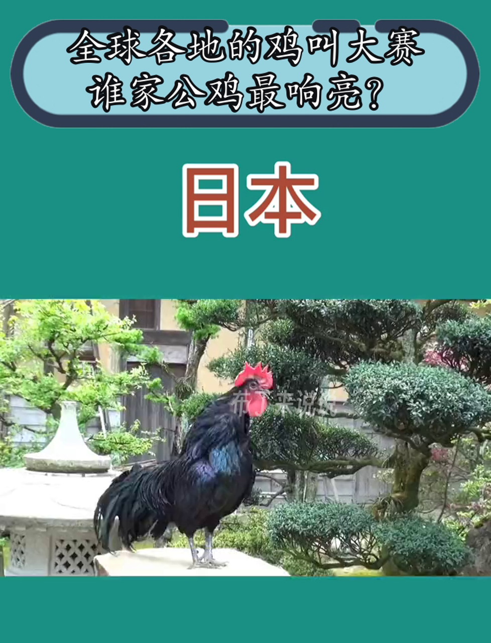 全球各地的鸡叫大赛,谁家公鸡最响亮?