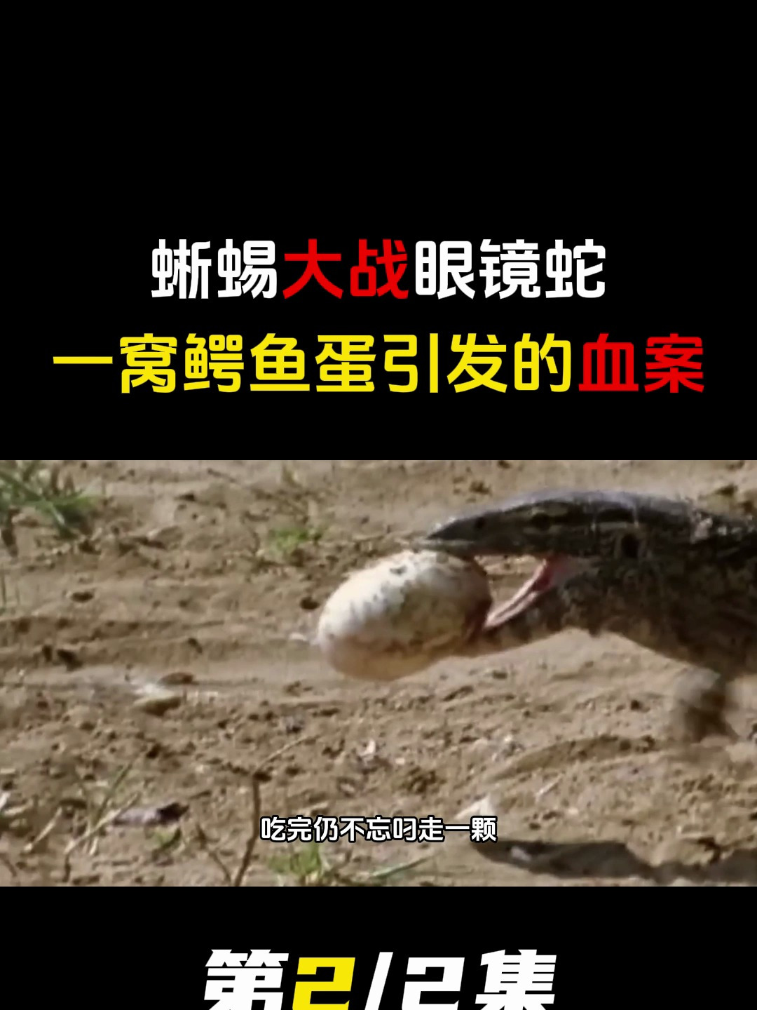 一窝鳄鱼蛋引发的血案,蜥蜴大战眼镜蛇,后惨遭鳄鱼死亡翻滚复仇