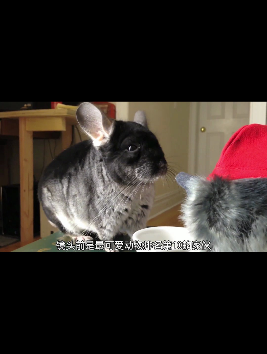 呆萌的龙猫为何差点灭绝了?