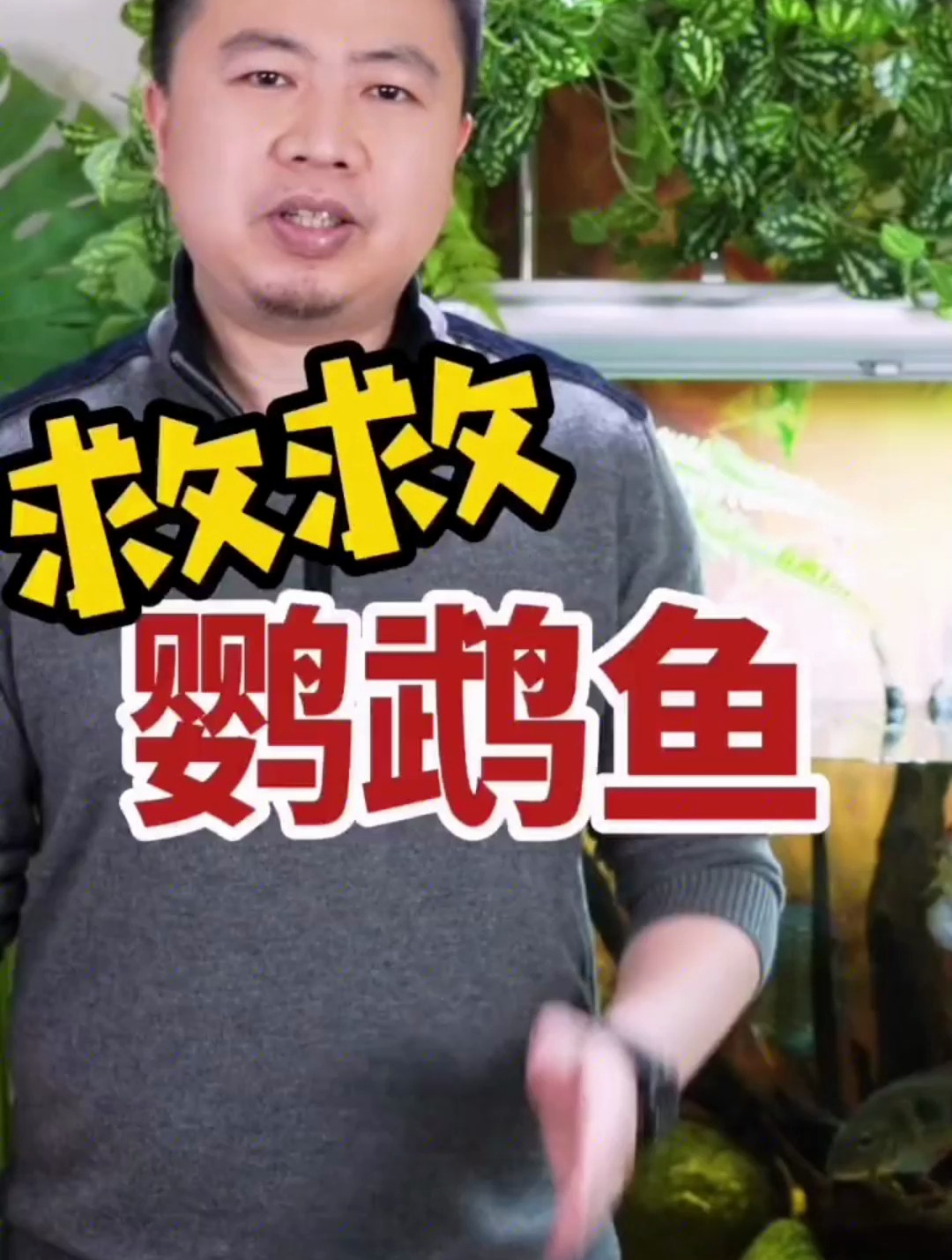 血鹦鹉是被折腾的最惨的观赏鱼没有之一 很多人实际是被商家骗了