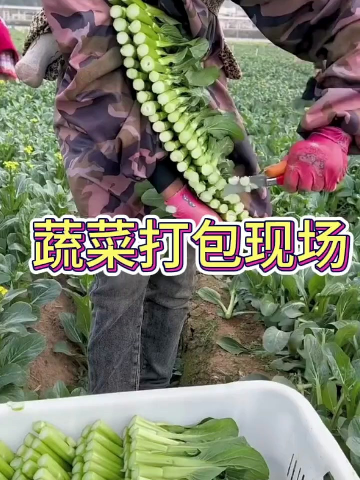 看着蔬菜打包场景,真的太不容易了呀