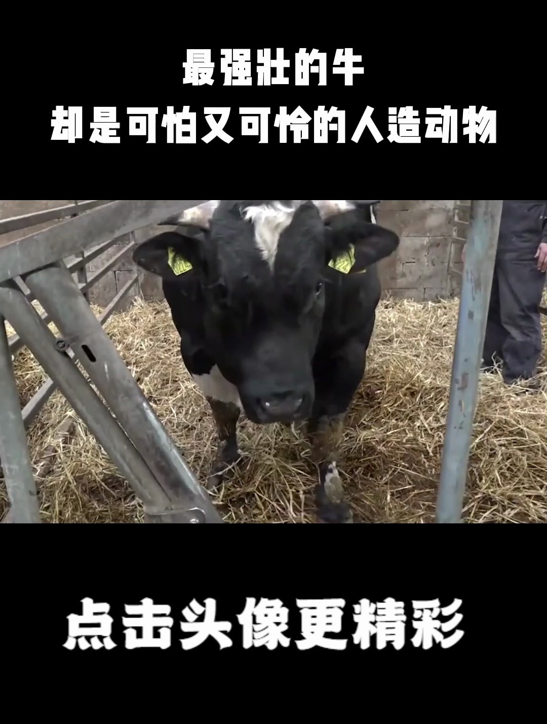 最强壮的牛,却是可怕又可怜的人造动物,看完让人心疼