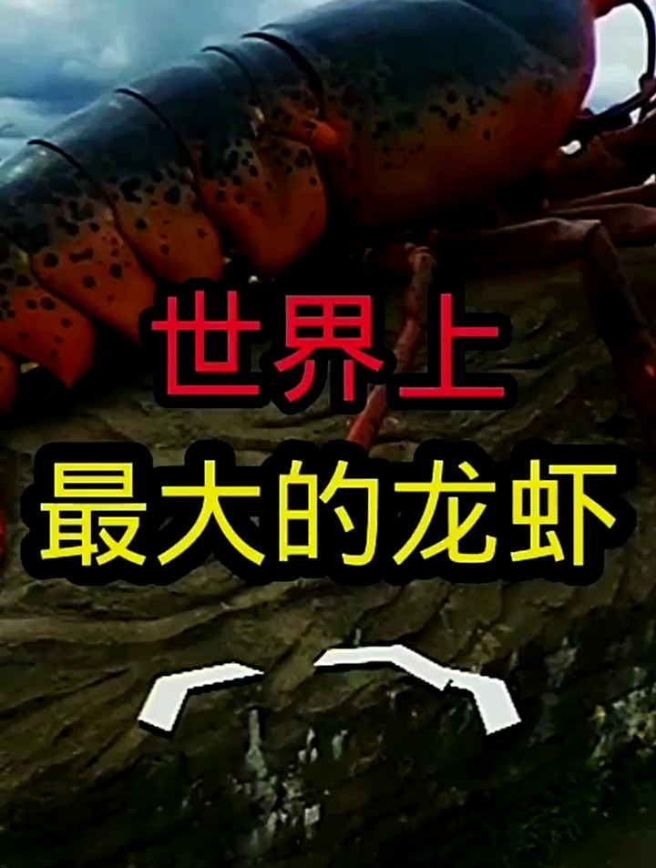 这是世界上最大的龙虾