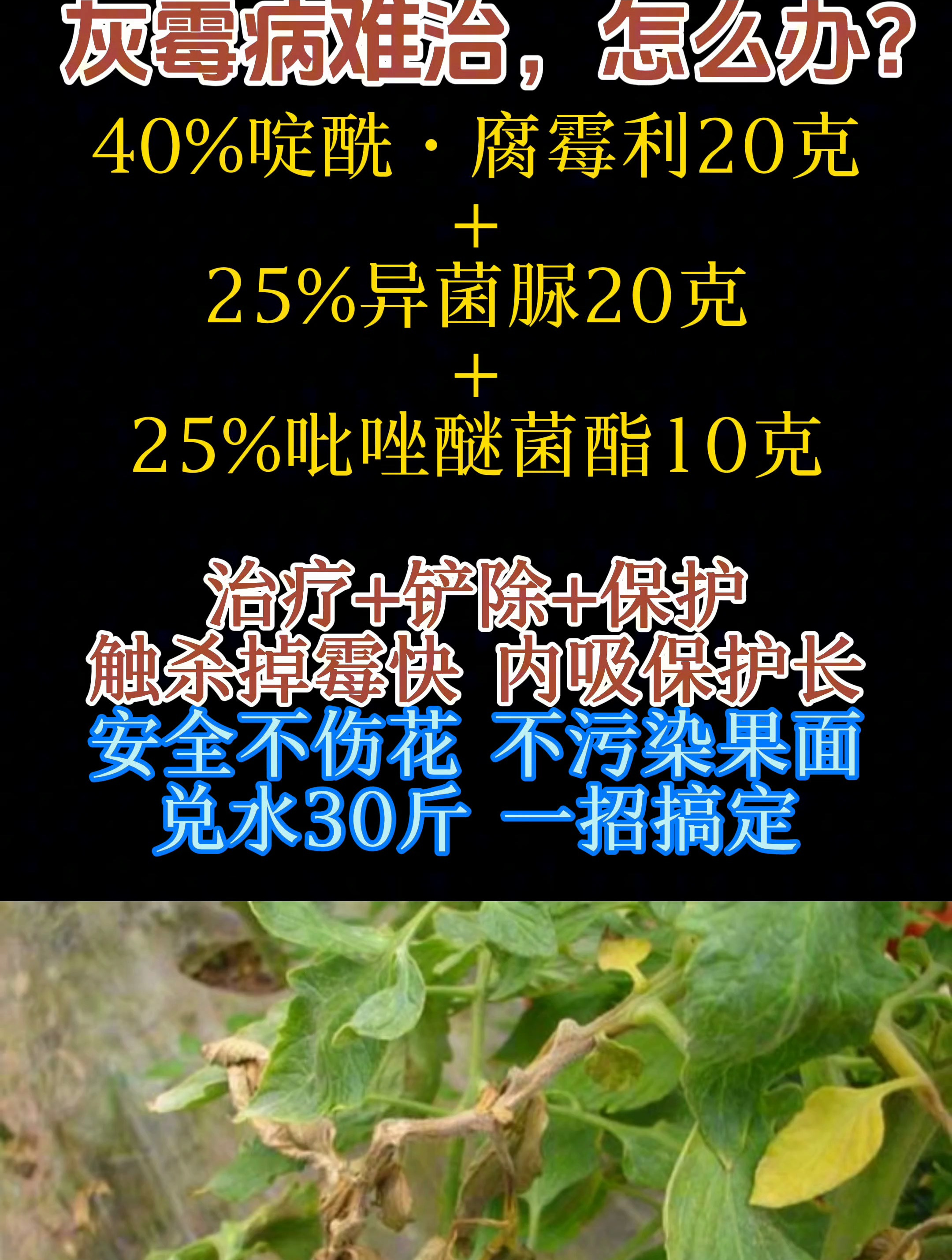 灰霉病难治,怎么办?