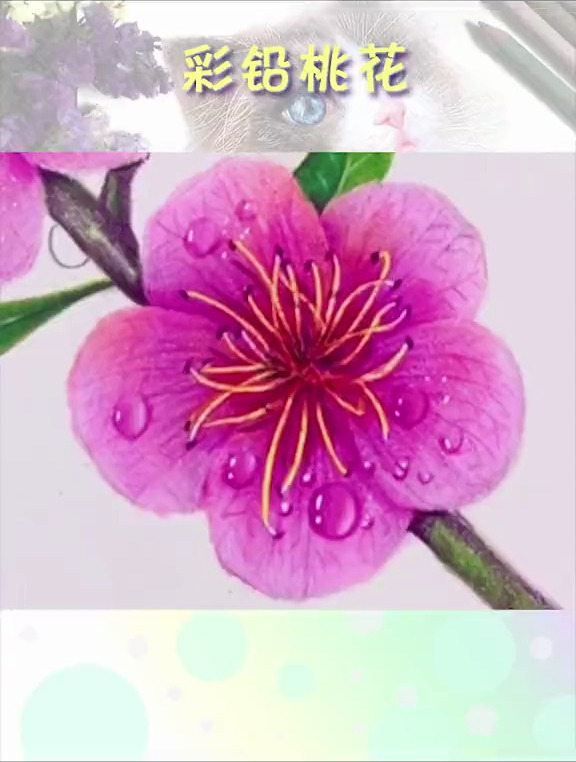 桃花 彩铅 画画 绘画 手绘