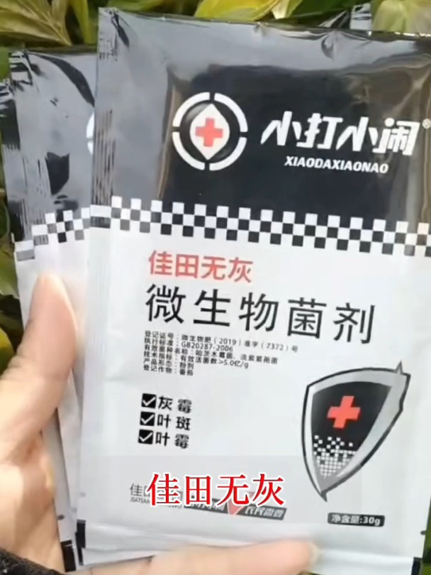 气温骤降低温高湿灰霉病大爆发怎么办?灰霉病高效防治方法