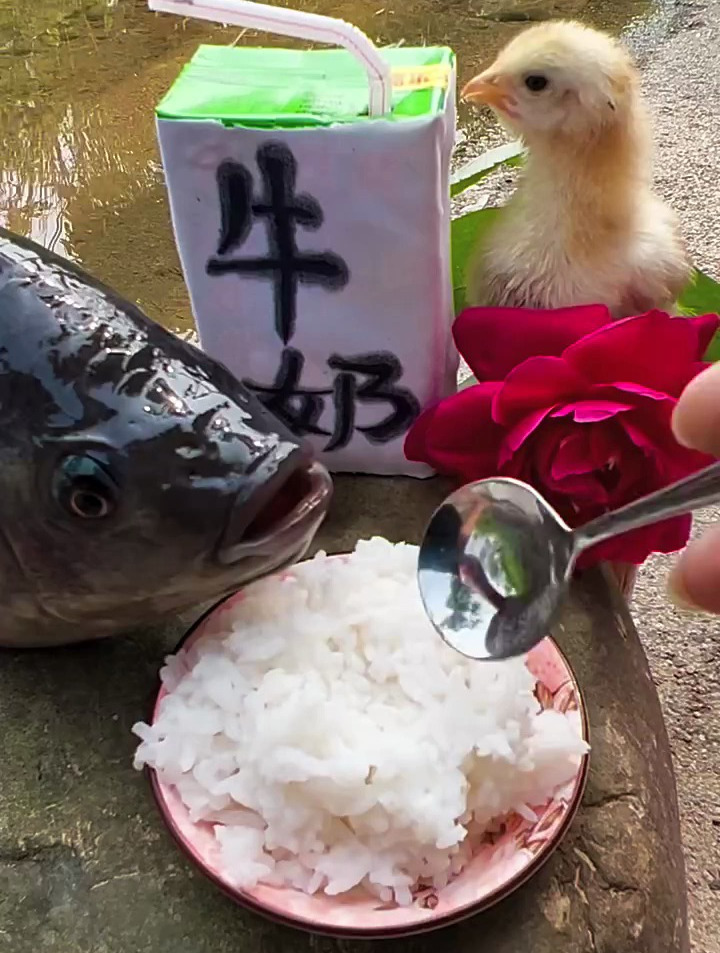 搞笑 吃米饭的罗非鱼