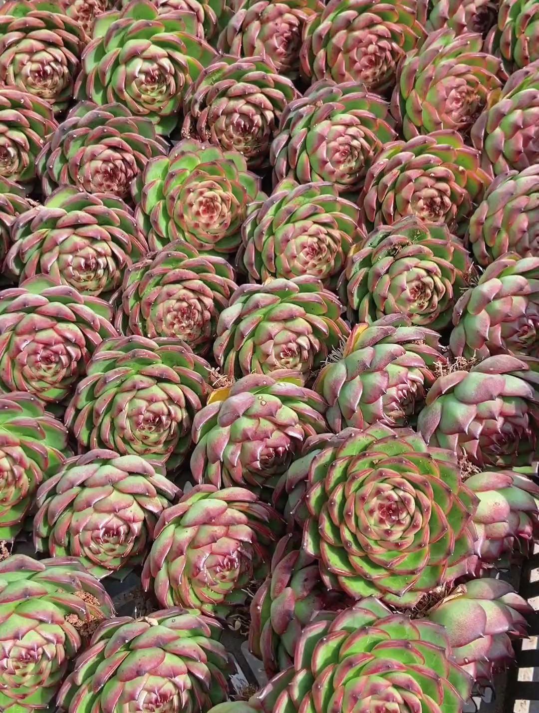 真的有人这么喜欢月亮石吗?多肉植物