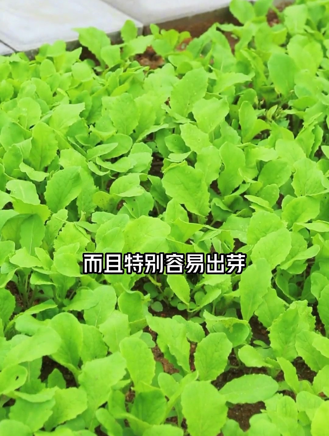 自己种的纯天然小白菜