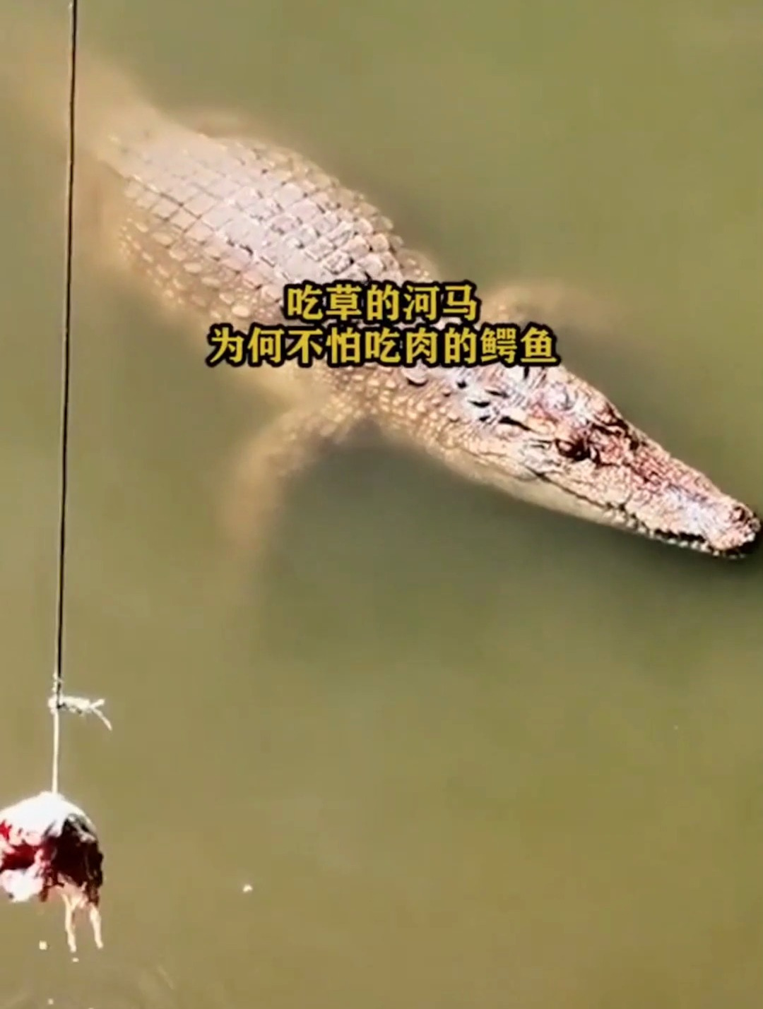 吃草的河马,为何不怕吃肉的鳄鱼