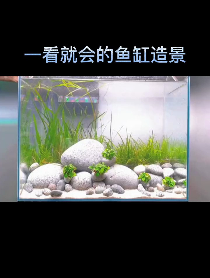 每天一个鱼缸造景