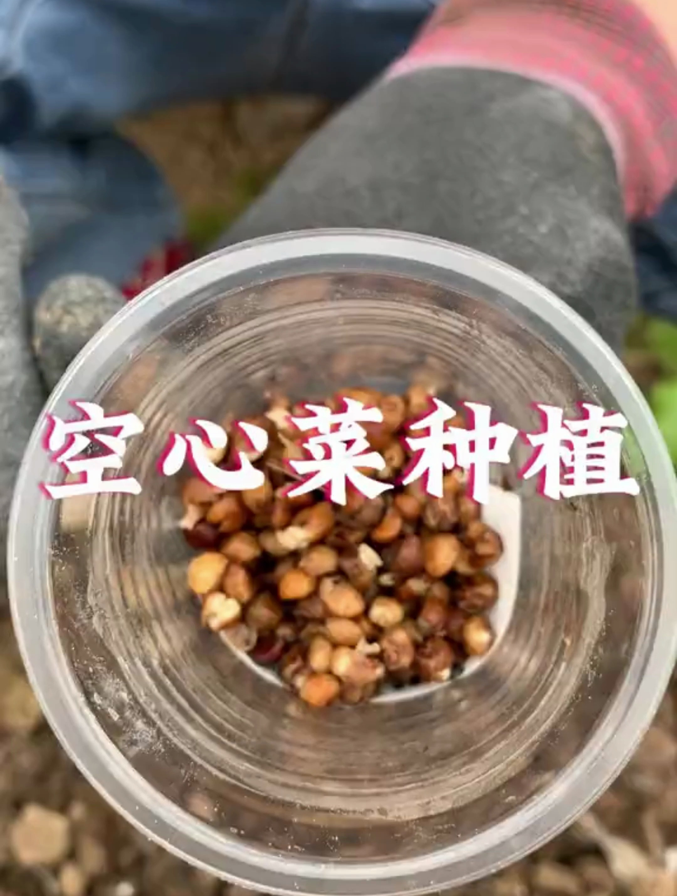 现在正是种植空心菜的季节,今天分享下空心菜种植教程方法!
