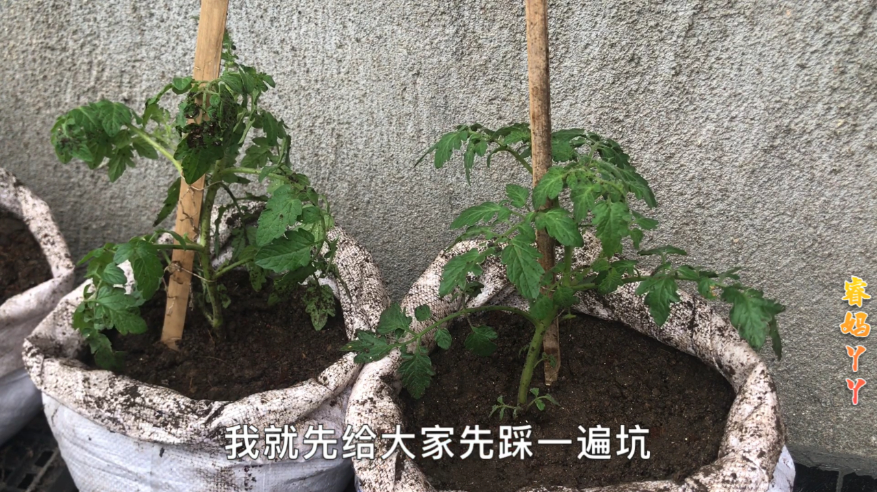 阳台种菜花盆不够大,尝试用编织袋来种植,值得推荐给大家