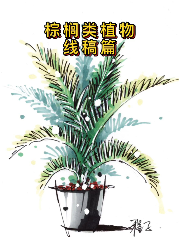 棕榈类植物线稿篇|小白也能学快速上手