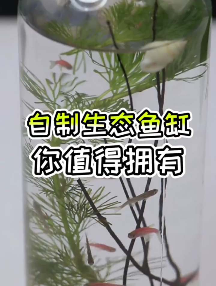 你会做生态鱼缸吗?教你一个自制生态鱼缸的方法,你值得拥有哦!