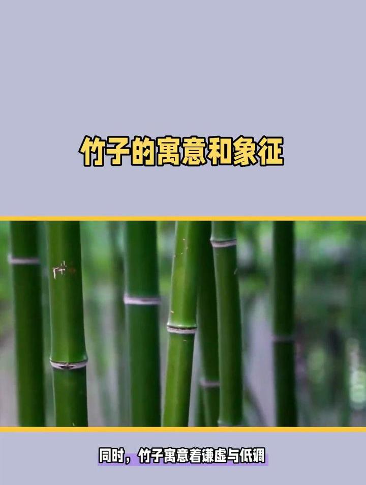竹子的寓意和象征