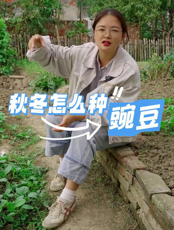 豌豆什么时候种植,到底怎么种植,看完你就知道了!