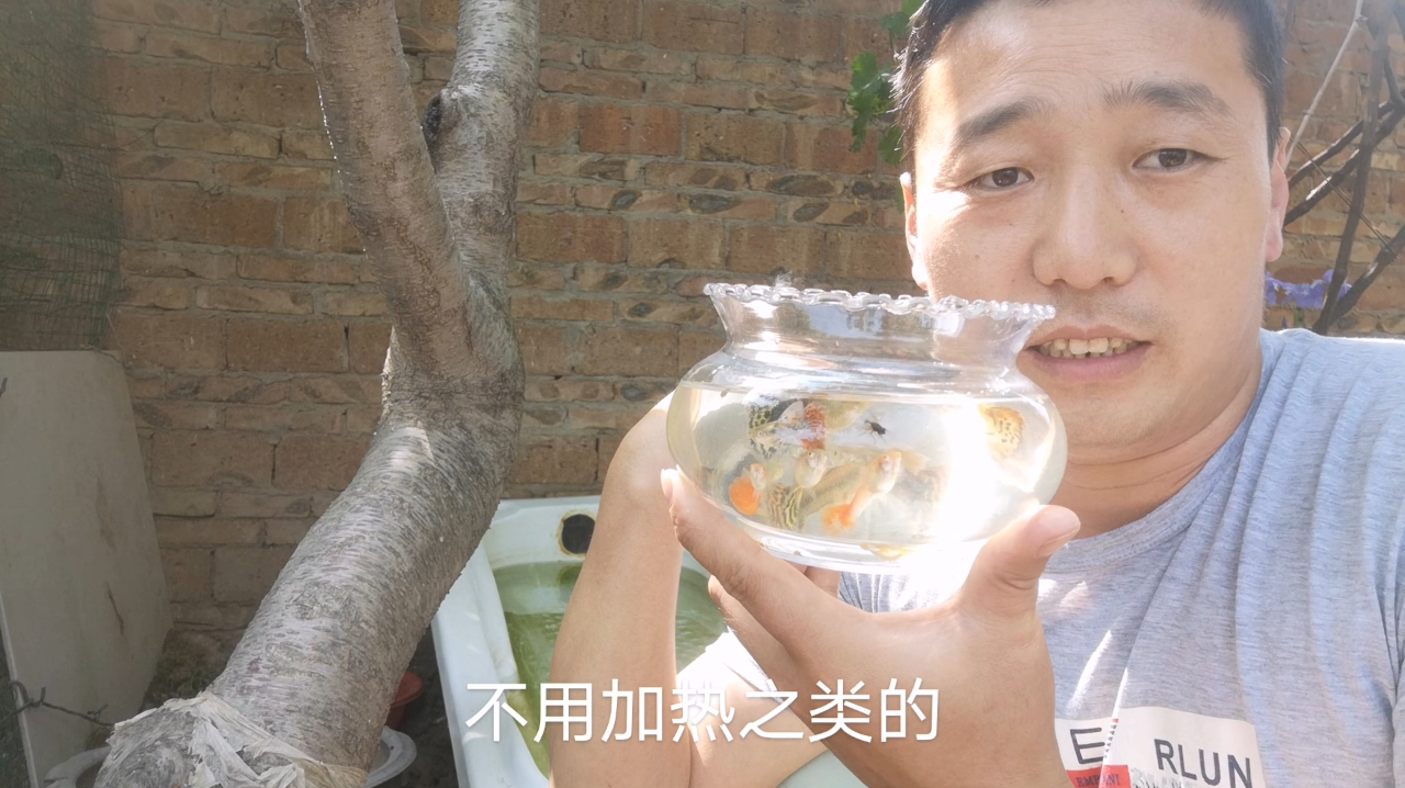 河南农村小伙在集市花20元,买10条孔雀鱼,不加热能养活吗?