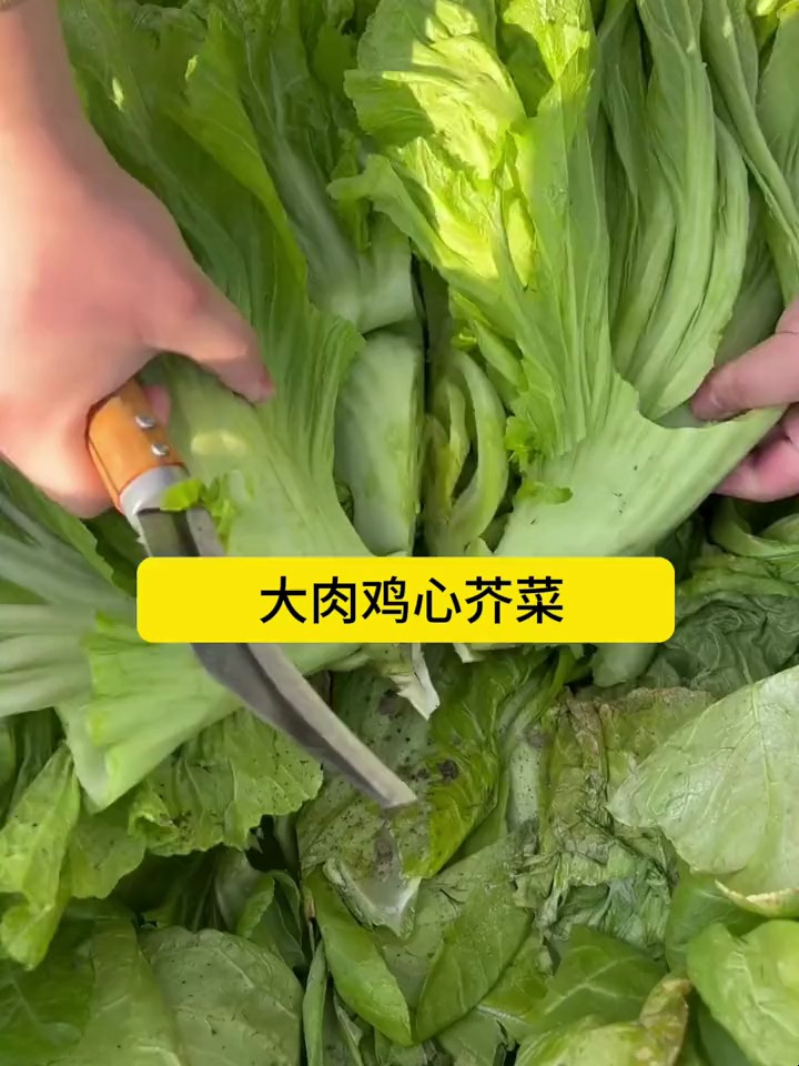 七八月是种植包心芥菜的时候,喜欢吃泡菜的家人们赶紧行动起来吧