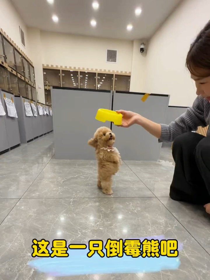 这是倒霉熊本熊吧哈哈!