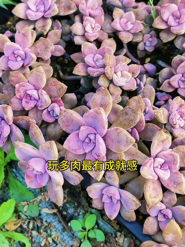 养多肉最有成就感就是看着叶插苗一天天长大,看着多肉大爆盆