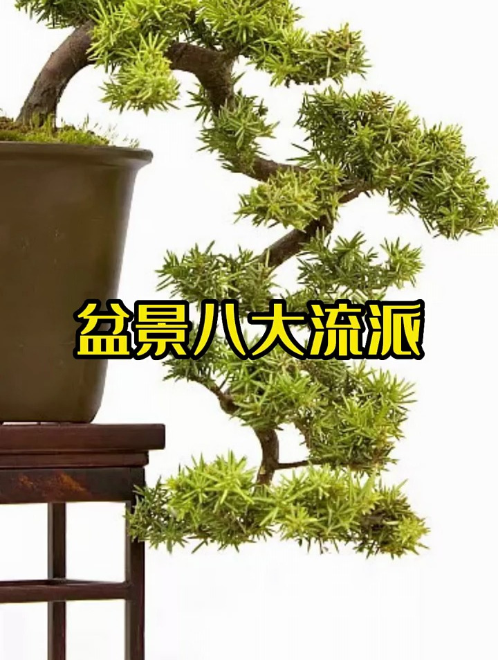 盆景八大流派,有你的家乡吗