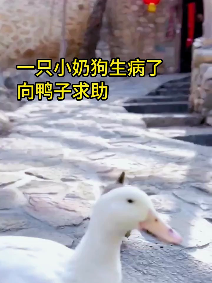 狗狗生病了,鸭子背着狗狗取暖,狗和鸭子的友谊感动人心
