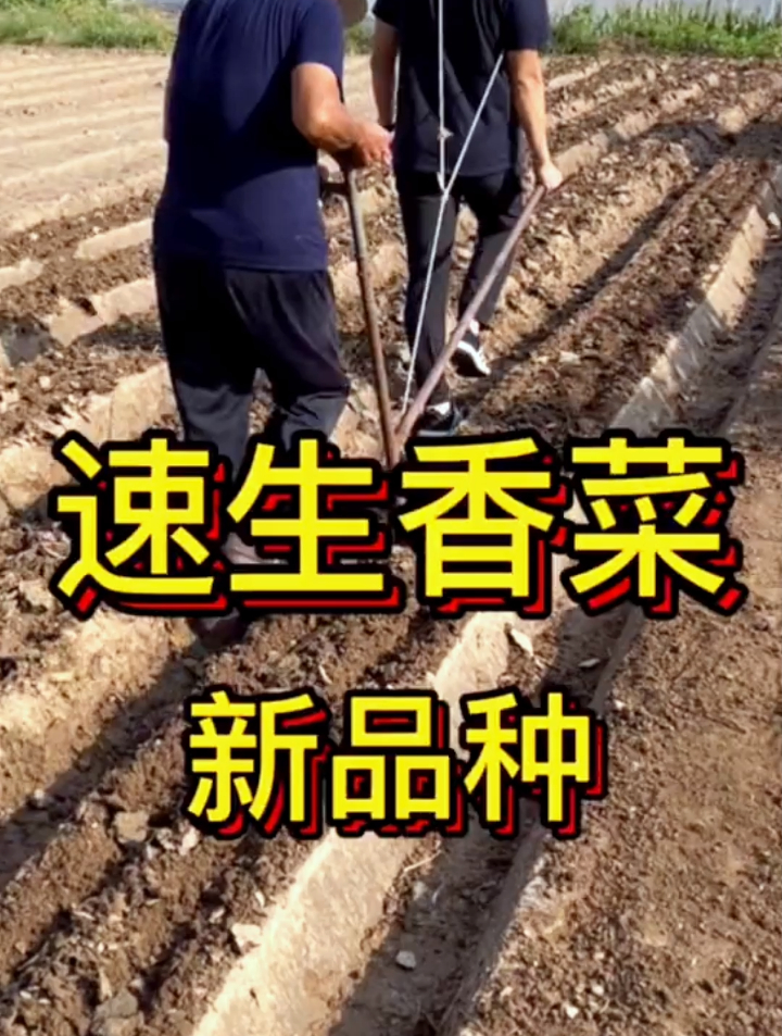 香菜种植掌握“三步”,40度的天气也能3天发芽,20天采收!