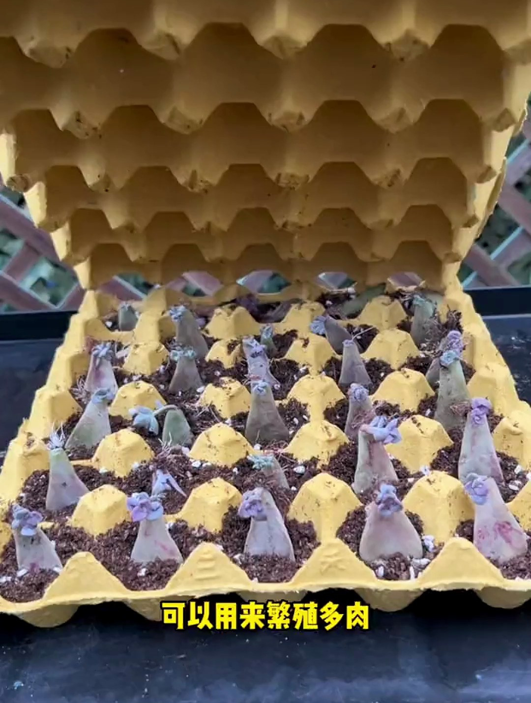 用鸡蛋壳扦插多肉