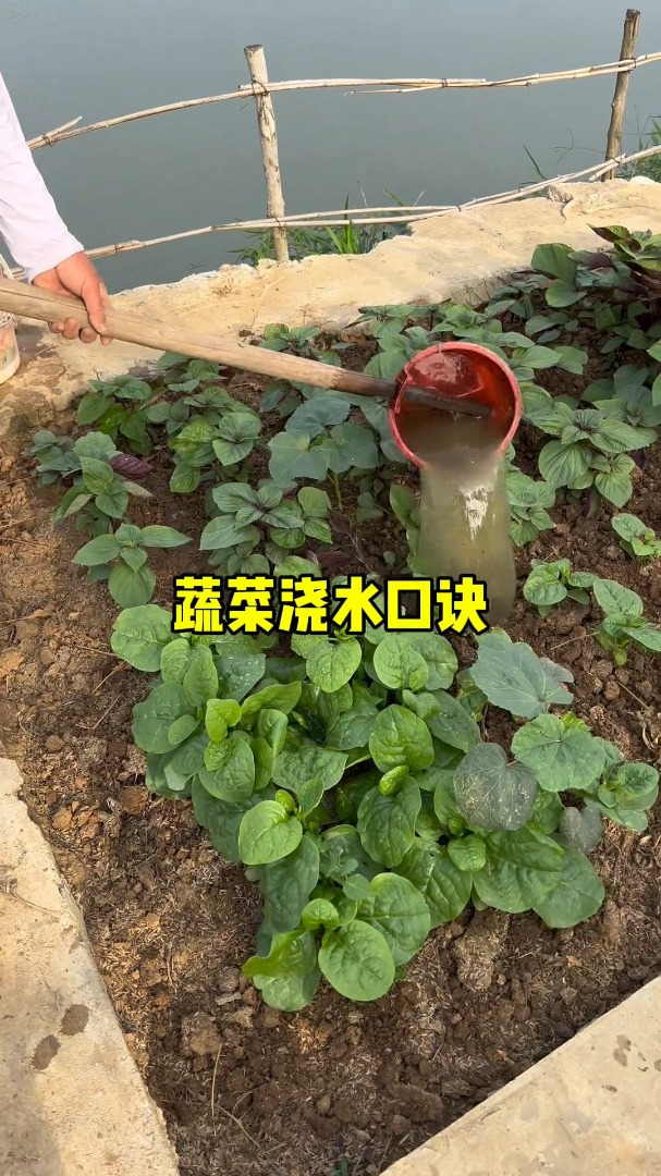 老一辈总结出来的种菜浇水口诀,记住了新手小白也能种好菜!