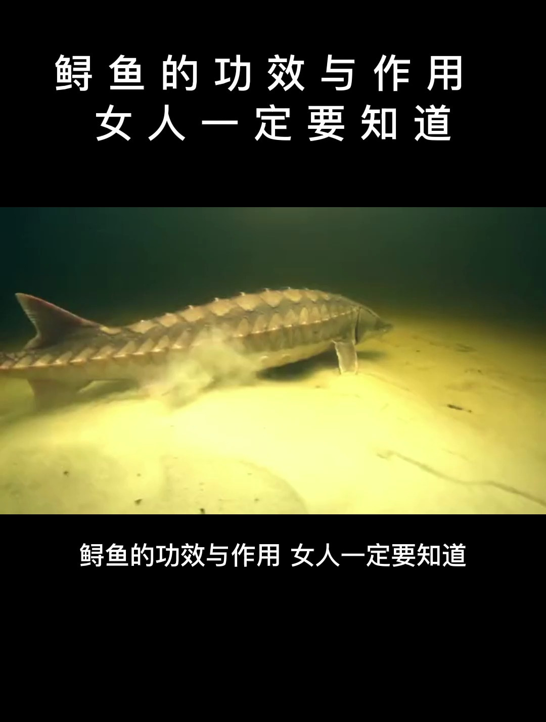 食疗:鲟鱼的功效与作用,女人一定要知道