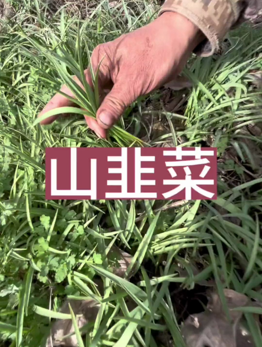 「农村户外」山韭菜 这韭菜很多人没吃过