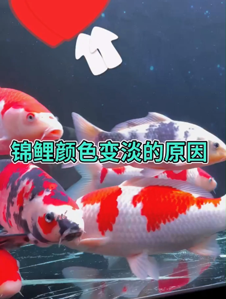 你知道锦鲤颜色变淡的原因?分享几个解决方法,看完了,评论区见